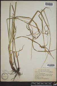 Carex davisii image