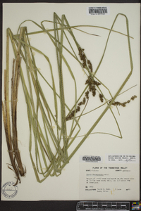 Carex decomposita image