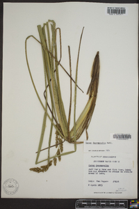 Carex decomposita image