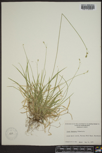 Carex deweyana image