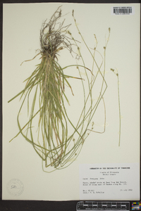 Carex deweyana image