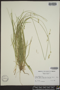 Carex deweyana image