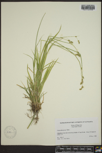 Carex deweyana image