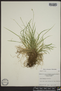 Carex deweyana image