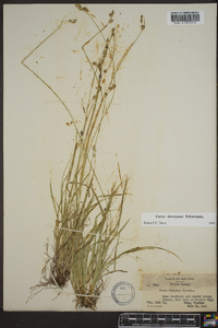 Carex deweyana image