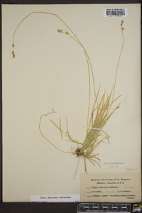 Carex deweyana image