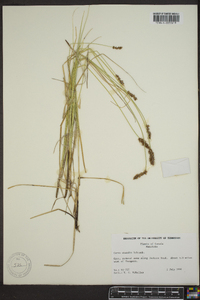 Carex diandra image