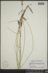 Carex diandra image