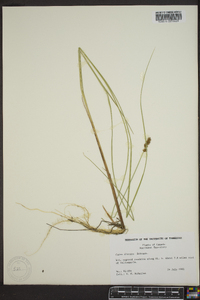 Carex diandra image