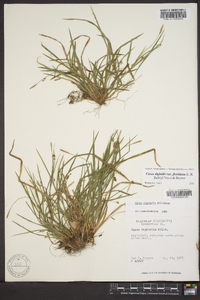 Carex digitalis var. floridana image