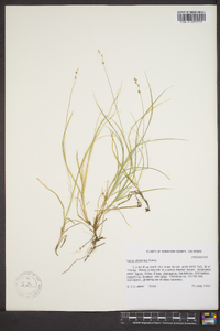 Carex disperma image