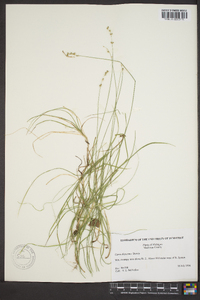 Carex disperma image