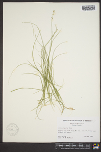 Carex disperma image