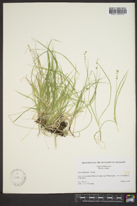 Carex disperma image