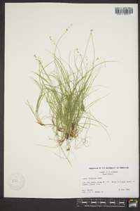 Carex disperma image