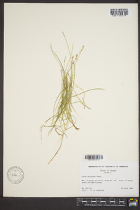 Carex disperma image