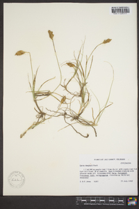 Carex douglasii image