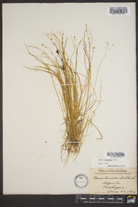 Carex disperma image