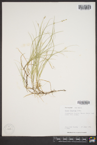 Carex disperma image