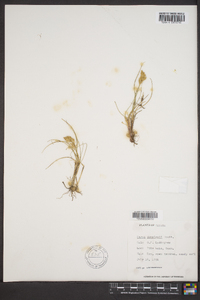 Carex douglasii image