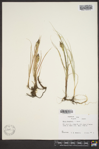 Carex douglasii image