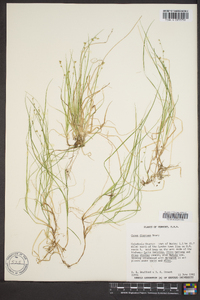 Carex disperma image