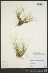 Carex eburnea image