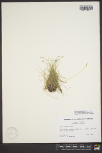 Carex eburnea image