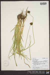 Carex eburnea image