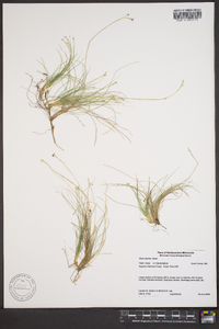 Carex eburnea image