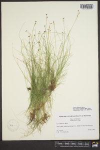 Carex eburnea image