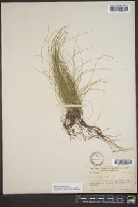 Carex eburnea image