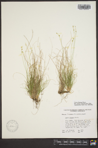 Carex eburnea image