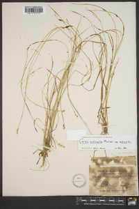 Carex echinata image