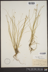 Carex echinata image