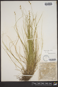 Carex echinata image