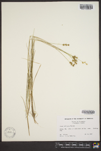 Carex echinata image