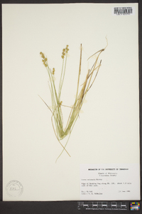 Carex echinata image