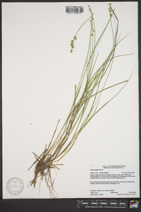 Carex echinata image