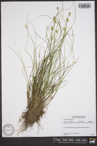 Carex echinata image