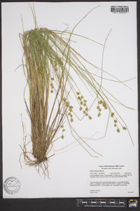 Carex echinata image