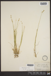 Carex echinata image