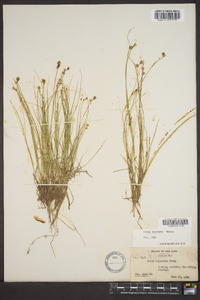 Carex echinata image