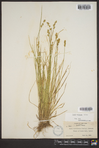 Carex echinata image