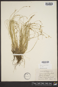 Carex echinata image