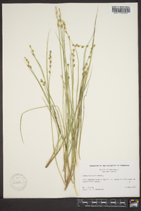 Carex echinata image