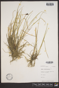 Carex eleusinoides image