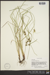 Carex elliottii image