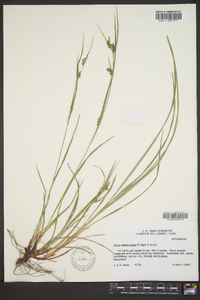 Carex edwardsiana image