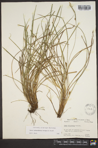 Carex edwardsiana image